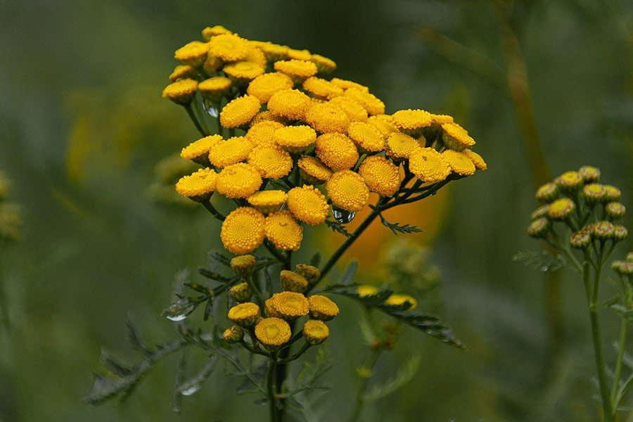 Beautiful Yellow Flowers Plant