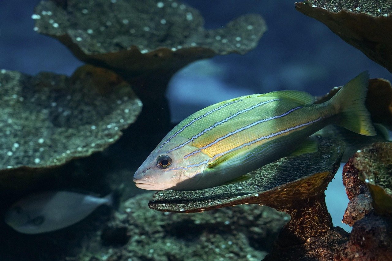 Coral Reef with Fish