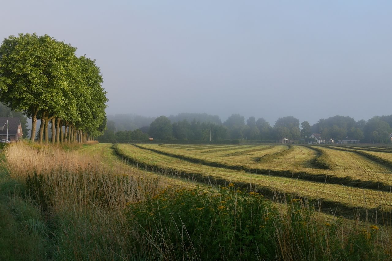 Freshly Cut Hay Field at Dawn