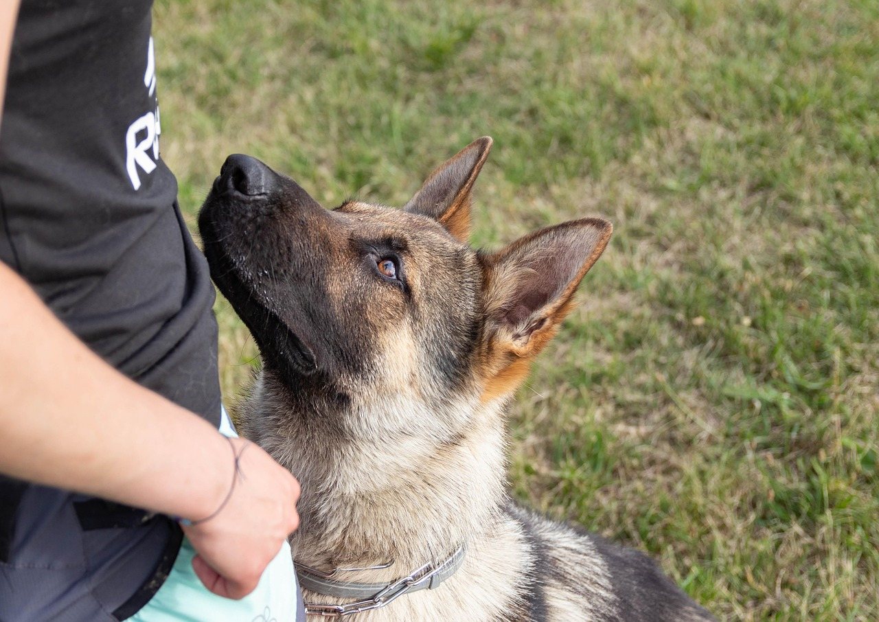 German Shepherd in the Field
