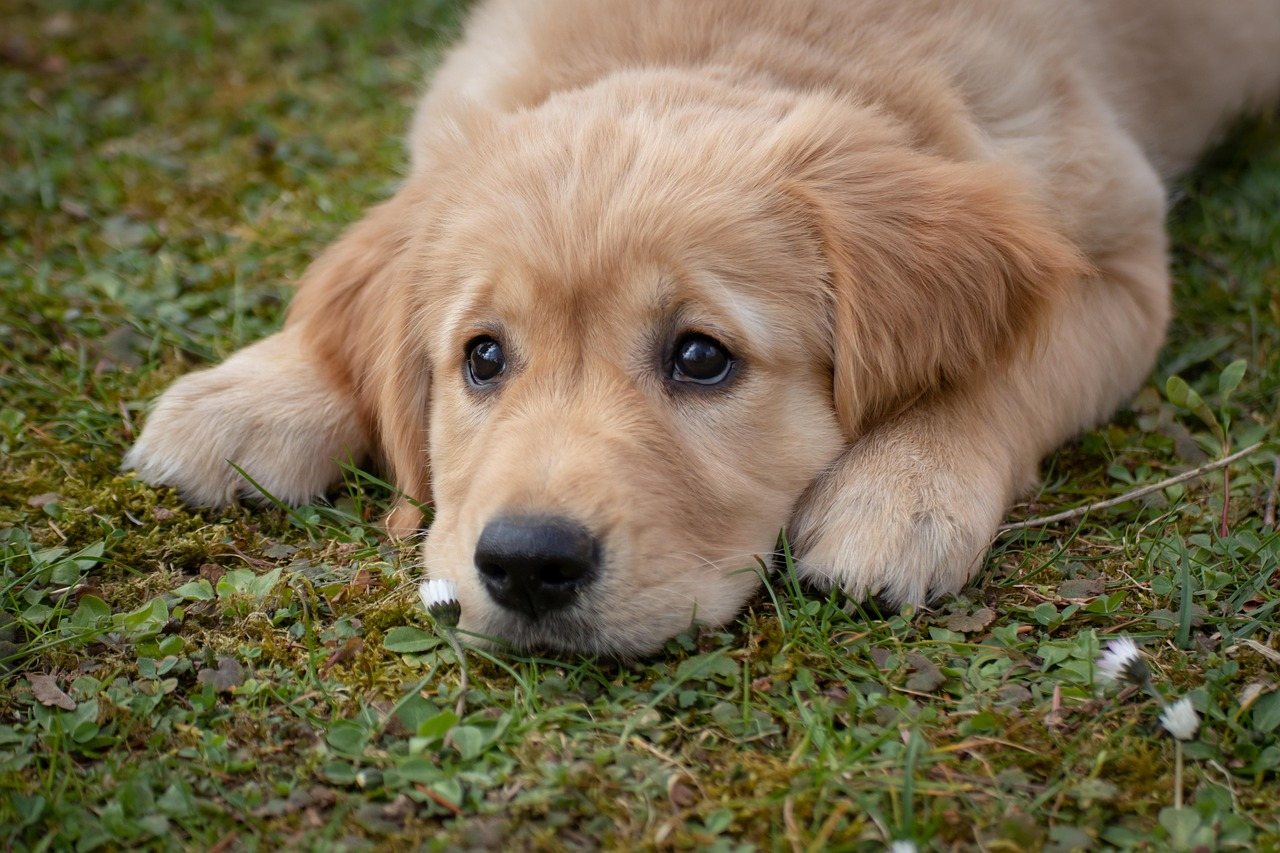 Jigsaw puzzle Jigsaw puzzle Golden Retriever Puppy