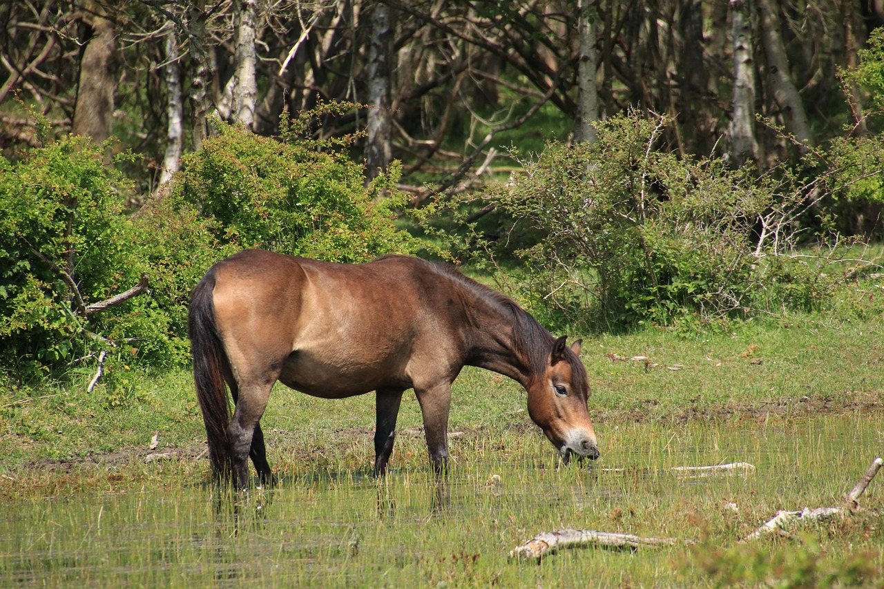Horses by the River