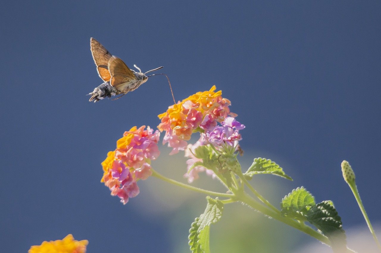 Hummingbird at a Flower