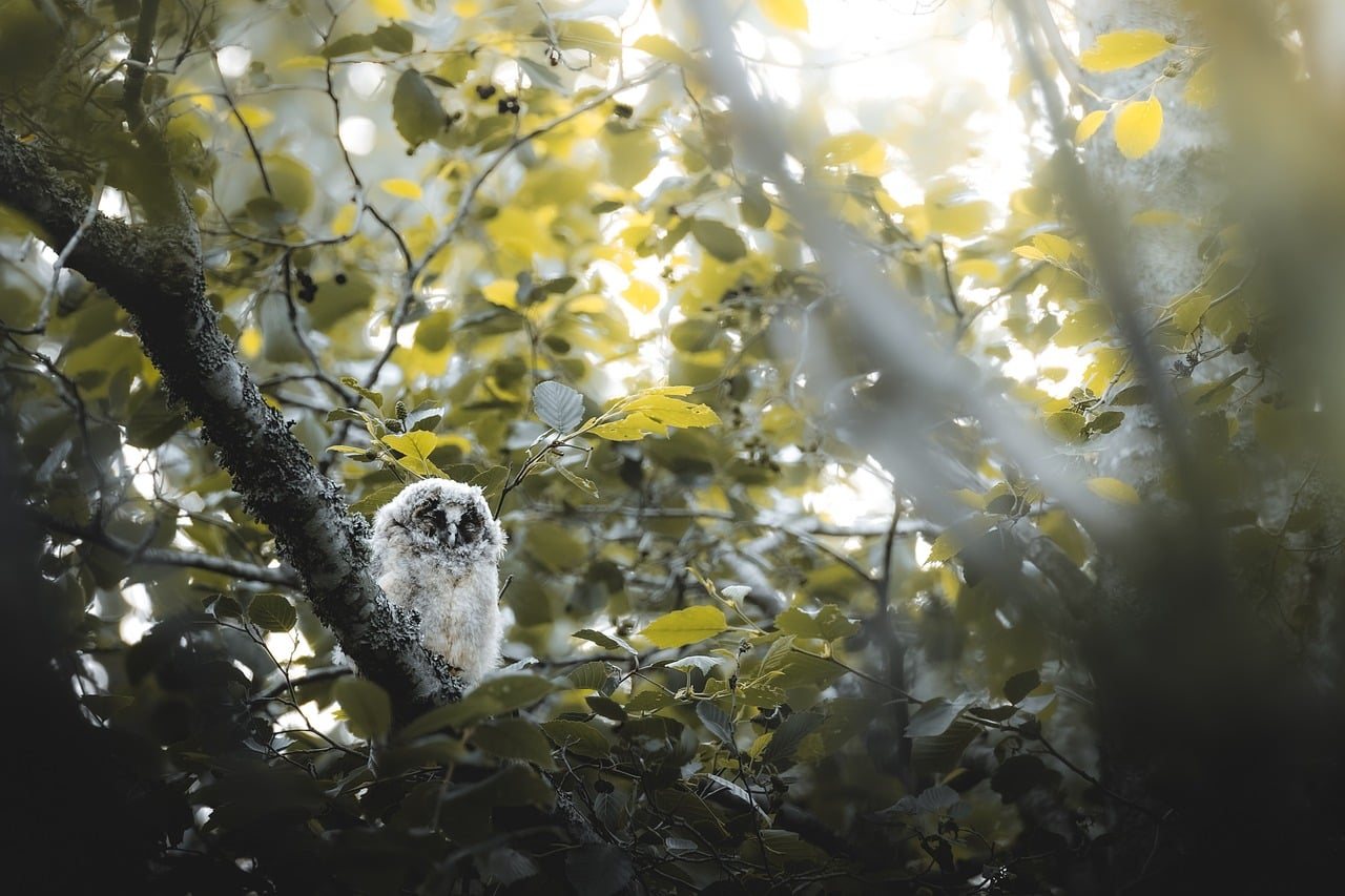 Owl in the Forest