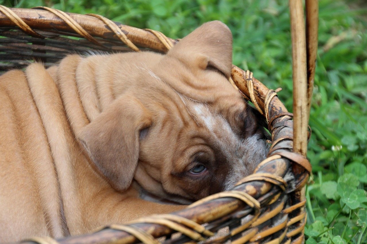 Puppies in a Basket
