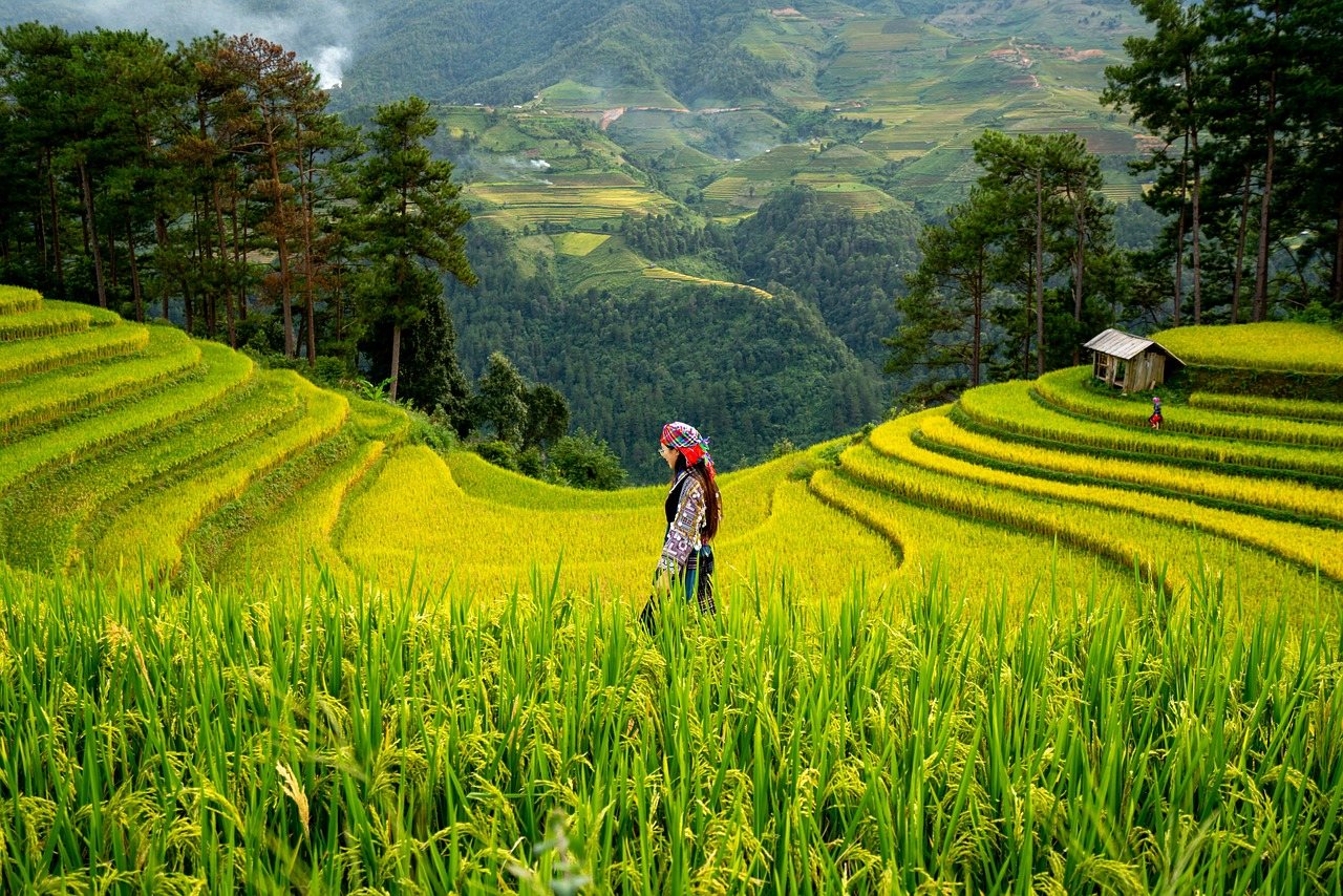 Rice Terraces