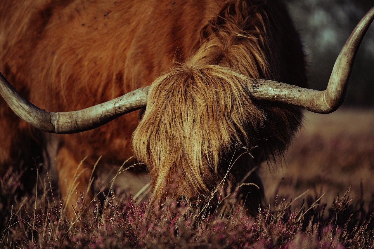 Scottish Highlands