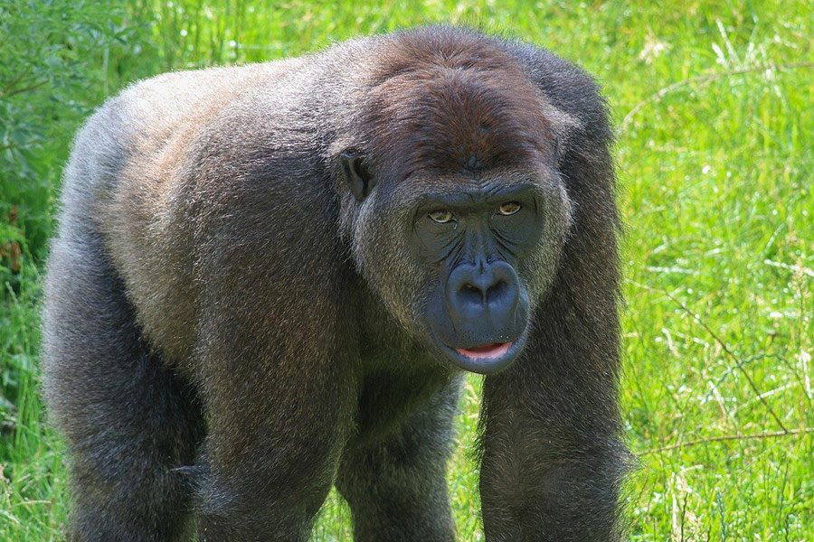 Silver Black Gorilla