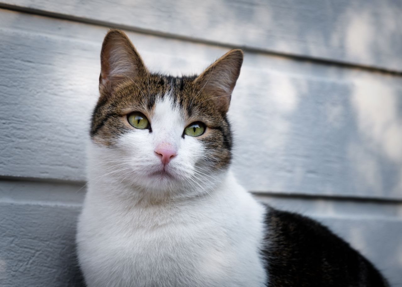 Tabby and White Cat Portrait