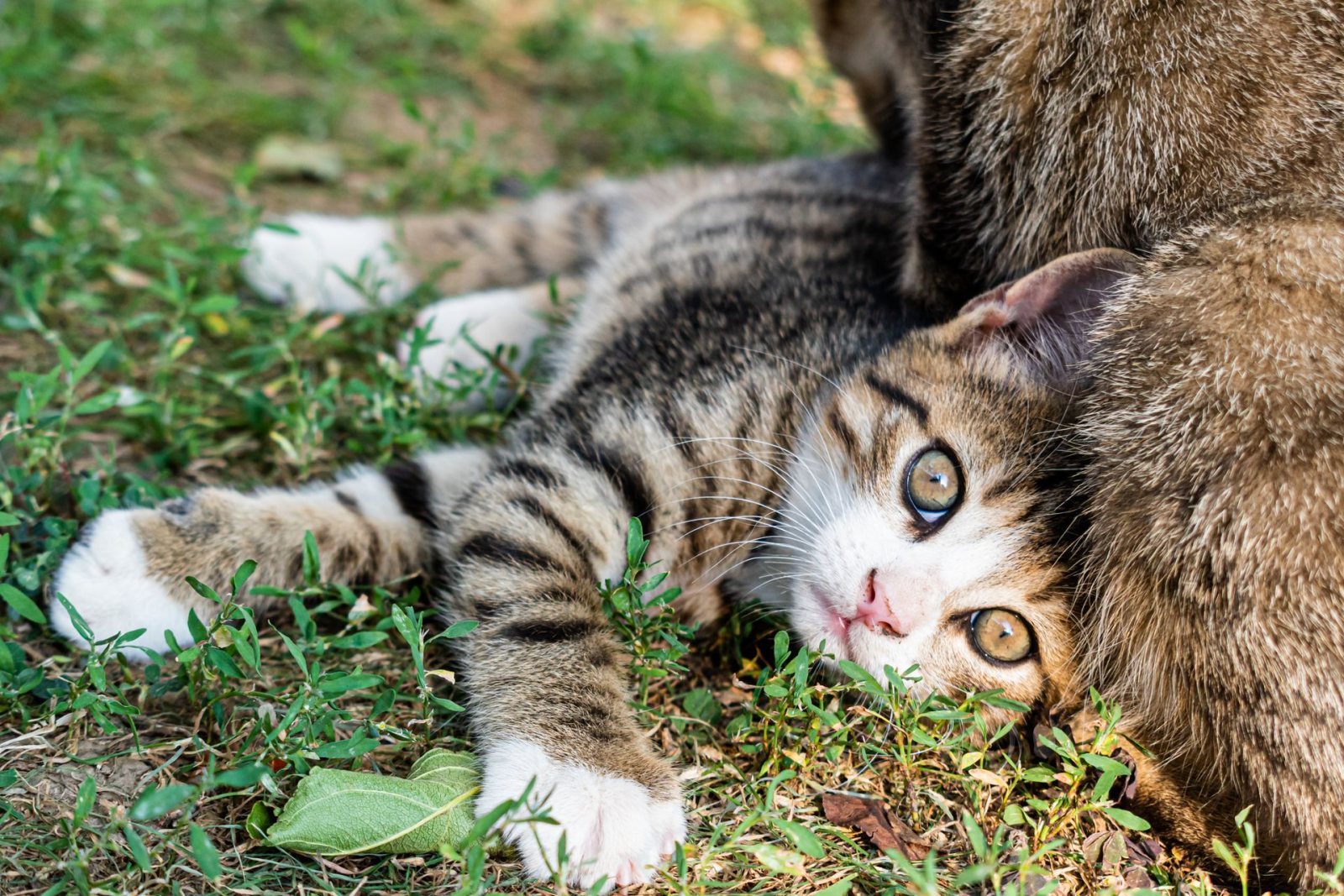 Tabby Cat Rolling in the Grass