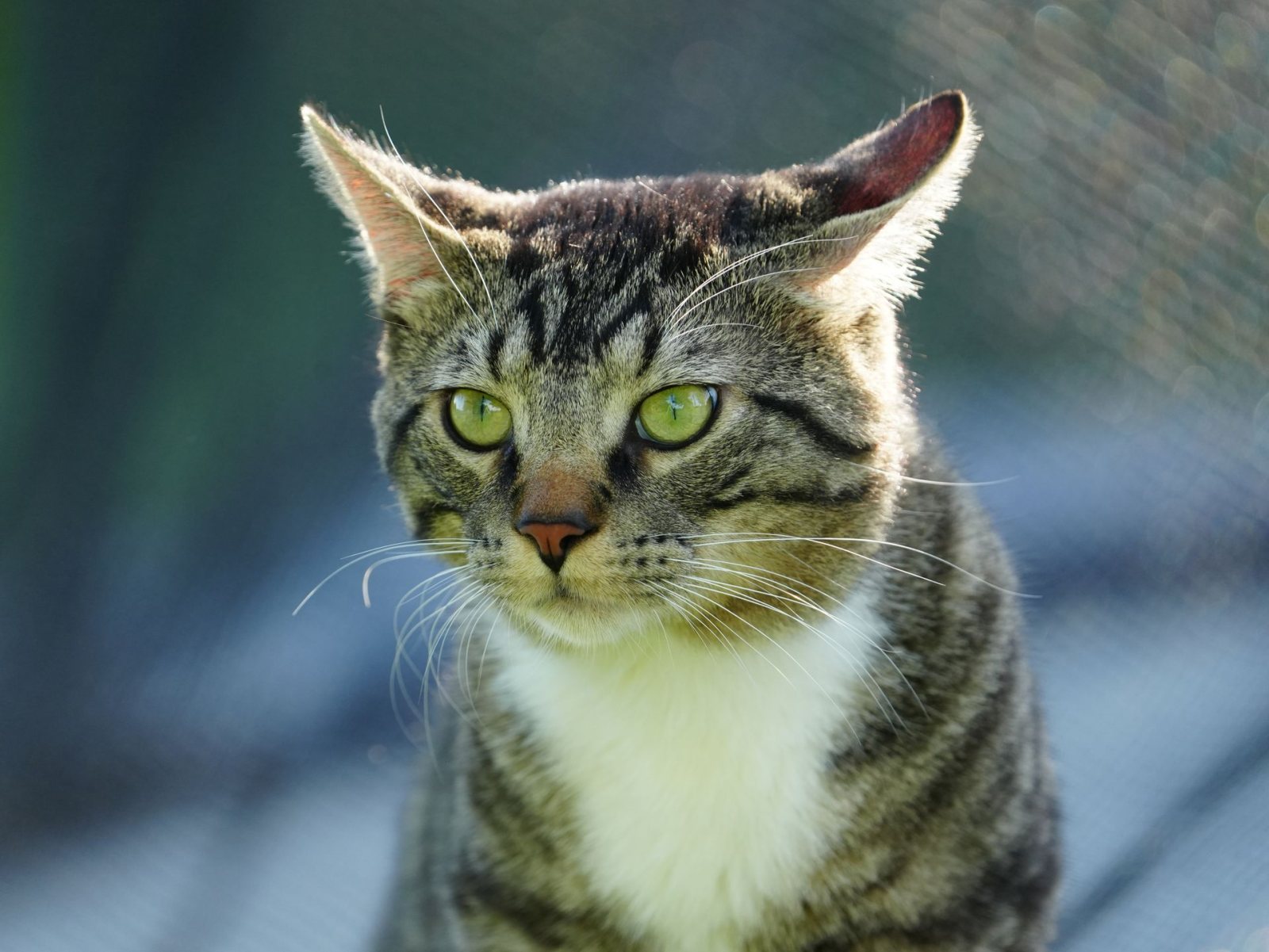 Tabby Cat with a Serious Stare