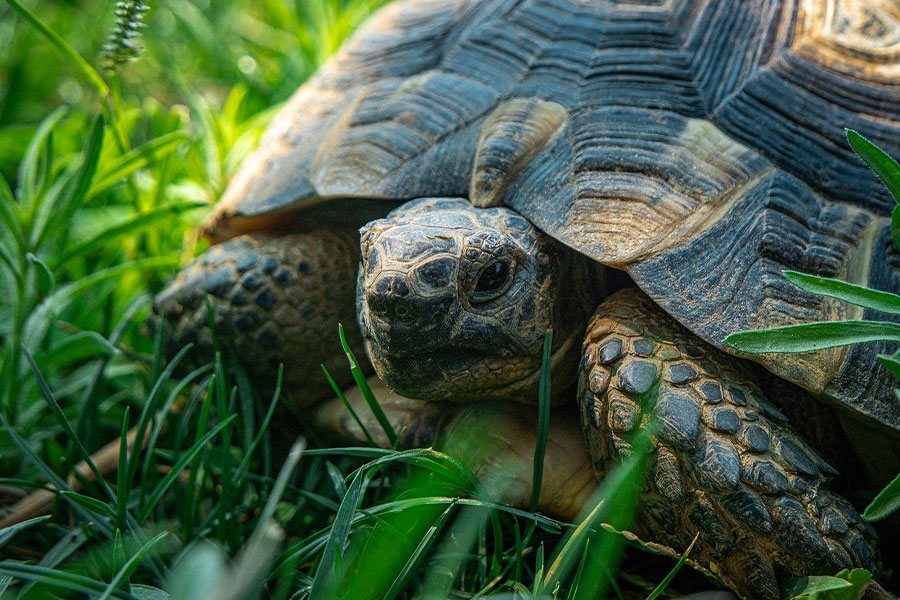 Tortoise Marginated in a Grass