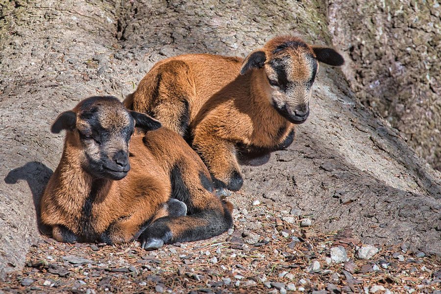 Two Small Cameroon Sheep