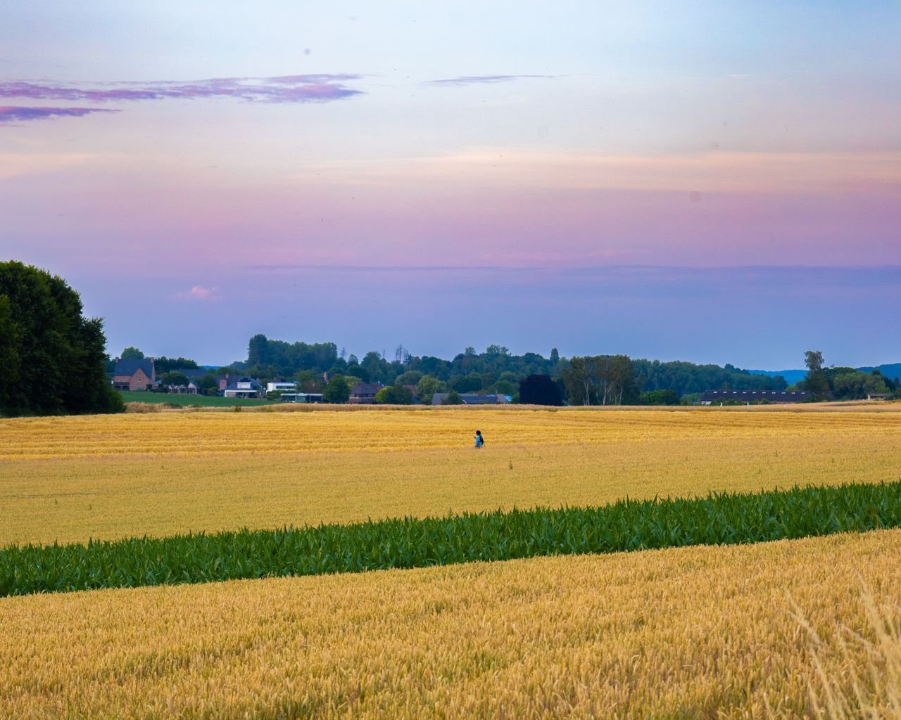 Wheat Field under a Pastel Sky
