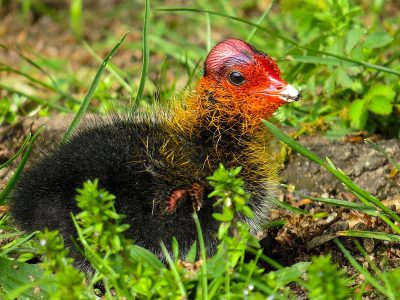 Jigsaw puzzle Jigsaw puzzle A Chick of a Coot Bird