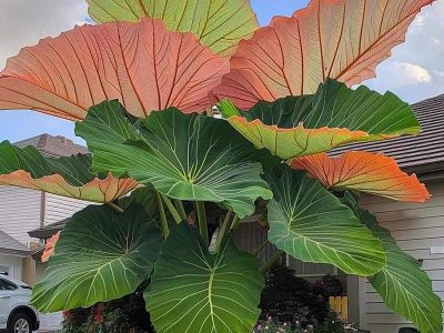 Jigsaw puzzle Jigsaw puzzle A Colocasia Flowering Plant