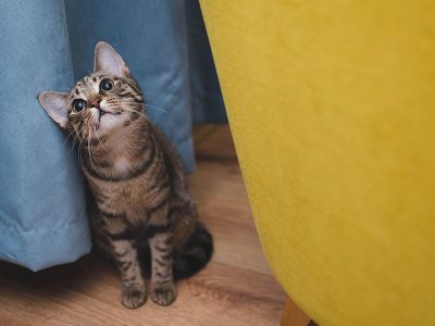 Jigsaw puzzle Jigsaw puzzle A Domestic Short Hair Cat Tabby