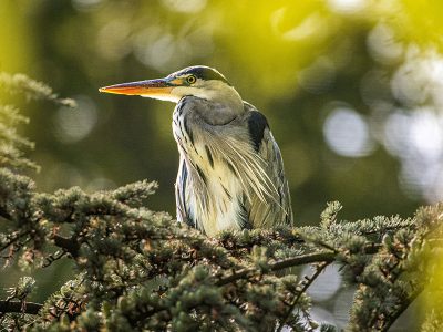 Jigsaw puzzle Jigsaw puzzle A Grey Heron Perched in the Branches of Conifer Tree