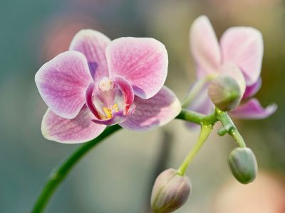 Jigsaw puzzle Jigsaw puzzle A Long Blooming Period and Elegant Flower