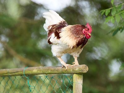 Jigsaw puzzle Jigsaw puzzle A Male Chicken Rooster with a Protective Posture