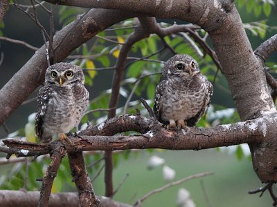 Jigsaw puzzle Jigsaw puzzle A Pair of Little Owls