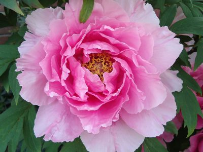 Jigsaw puzzle Jigsaw puzzle A Tree Peony Large Ruffled Pink
