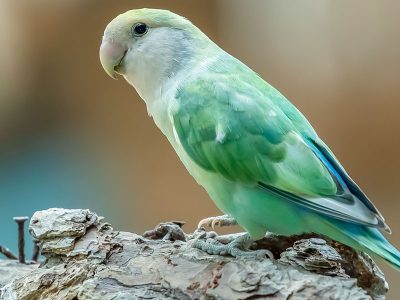 Jigsaw puzzle Jigsaw puzzle Agapornis Canus Madagascar Lovebird