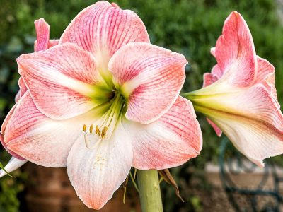 Jigsaw puzzle Amaryllis Bicolor, preview