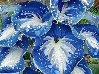 Jigsaw puzzle Jigsaw puzzle Amazing House Plant