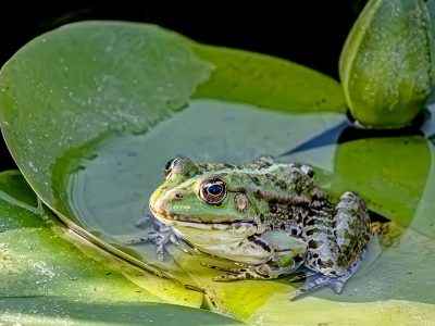 Jigsaw puzzle Jigsaw puzzle An Edible Frog Resting