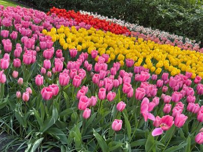 Jigsaw puzzle Jigsaw puzzle Assorted Tulips Flowers in the Netherlands Garden