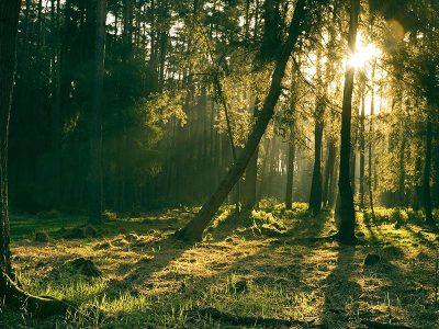 Jigsaw puzzle Jigsaw puzzle Atmospheric Forest During Golden Hour
