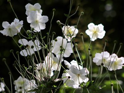 Jigsaw puzzle Jigsaw puzzle Autumn Anemones White Flowers