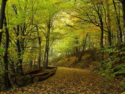 Jigsaw puzzle Autumn Forest Image, preview