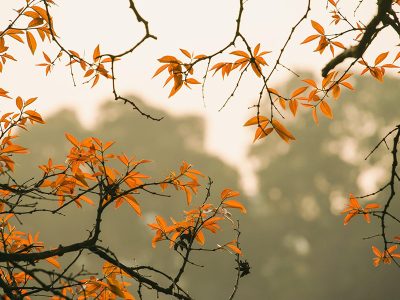 Jigsaw puzzle Jigsaw puzzle Autumn Orange Color Leaves