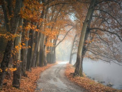 Jigsaw puzzle Autumn Path with Leaves