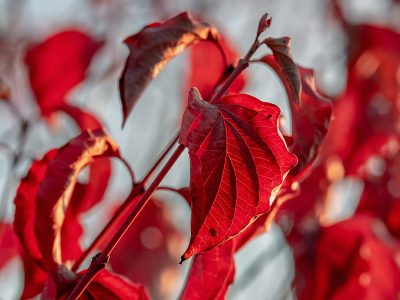Jigsaw puzzle Autumn Season Leaves Color