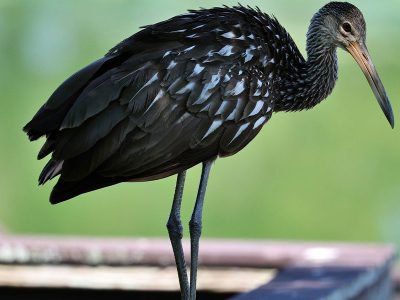 Jigsaw puzzle Jigsaw puzzle Avian Limpkin Bird