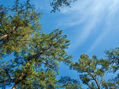 Nature jigsaw puzzle: Baguio Philippines Tree Sky