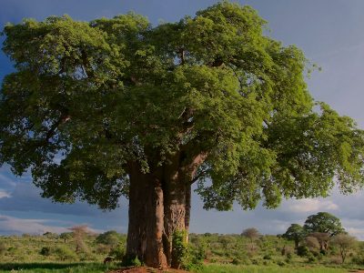 Jigsaw puzzle Baobab Tree Tarangire Park