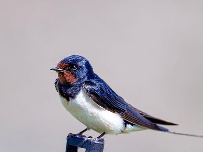 Jigsaw puzzle Jigsaw puzzle Barn Swallow Widespread Migratory Songbird