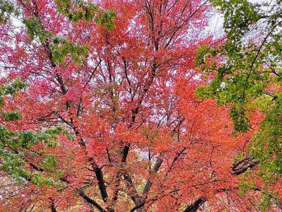 Jigsaw puzzle Jigsaw puzzle Beautiful Autumn Colors