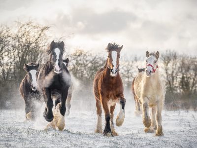 Jigsaw puzzle Jigsaw puzzle Beautiful Big Irish Cob Horses