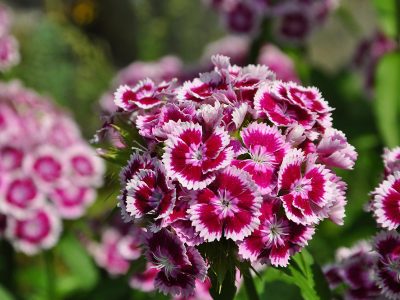 Jigsaw puzzle Beautiful Flower in Nature