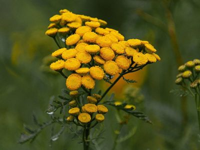 Flowers jigsaw puzzle: Beautiful Yellow Flowers Plant