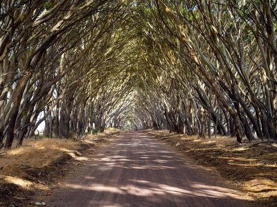 Jigsaw puzzle Bend Trees Kangaroo Island