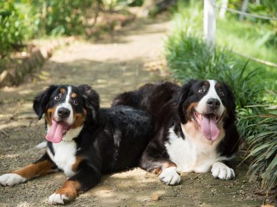 Jigsaw puzzle Bernese Mountain Dog