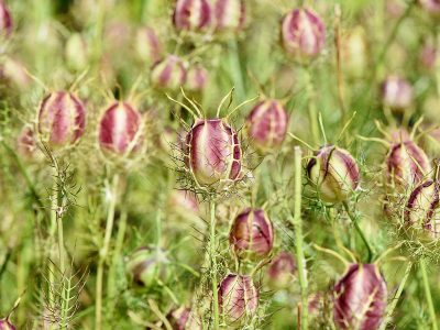 Jigsaw puzzle Jigsaw puzzle Black Cumin Nigella Sativa