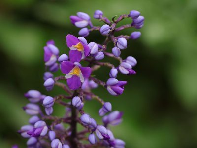 Jigsaw puzzle Jigsaw puzzle Blue Ginger Tropical Flowering Plant