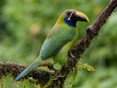 Jigsaw puzzle Jigsaw puzzle Blue Throated Toucanet Toucan Bird